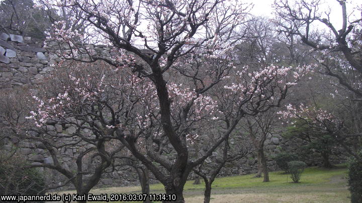 Fukuoka, Maizuru Park: Pflaumenblüte
