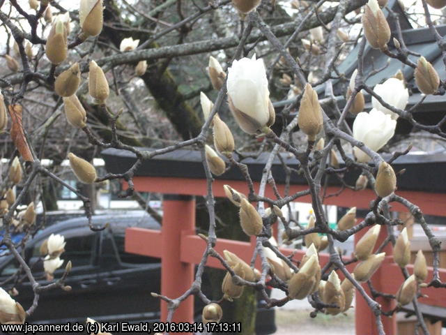 Nara: Magnolie in der Frühphase der Blüte
