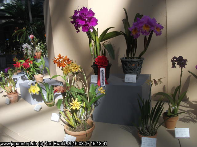 Osaka, Sakuya Konohana Kan: Orchideenwettbewerb
