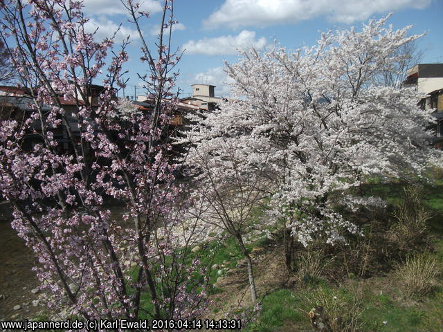 Takayama, Kirschblüte am Fluss
