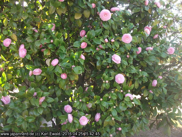 Hirosaki, Fujita-Garten: hellrosa gefüllte Kamelienblüten
