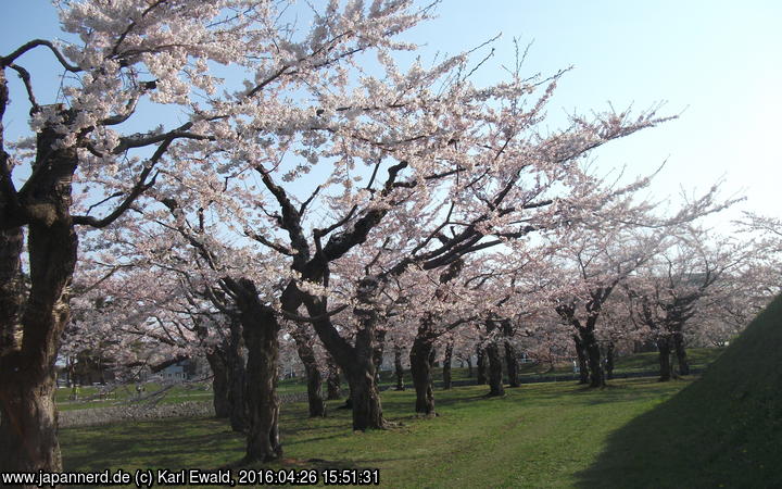 Hakodate, Goryôkaku-Park: Kirschbäume
