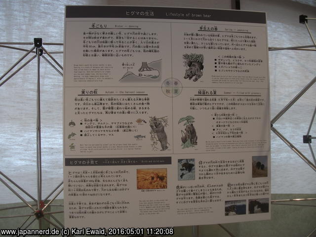 Shiretoko Nature Center: Informationstafel zur Lebensweise des Braunbären

