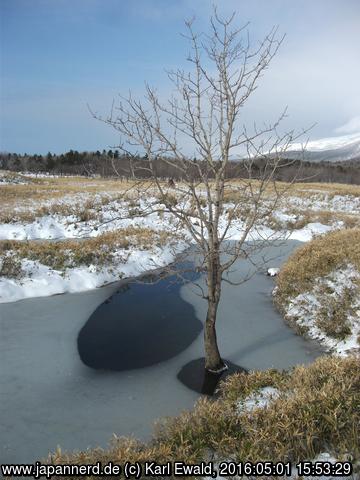 Shiretoko Goko: ein Baum wächst aus dem Wasser

