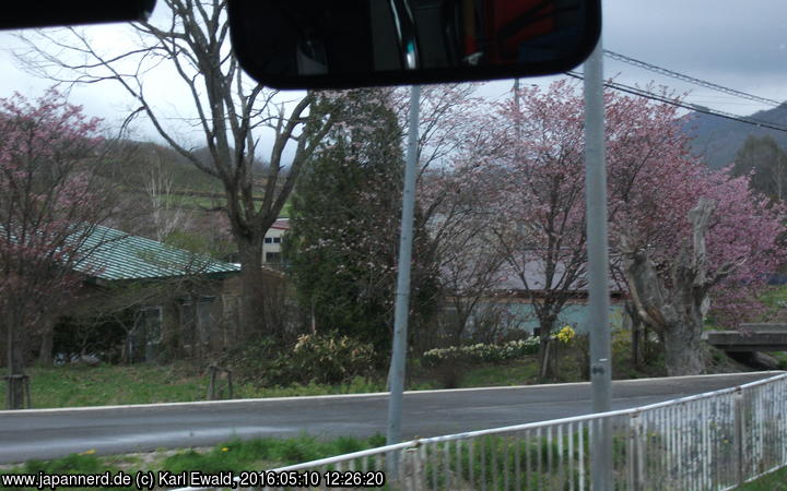 Route 106 Morioka-Miyako: blühende Kirschbäume

