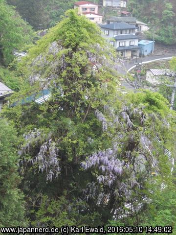 Miyako: Wisteria/Blauregen gedeiht nicht nur an Gestängen, hier hat er sich einen Baum zum Klettern gesucht

