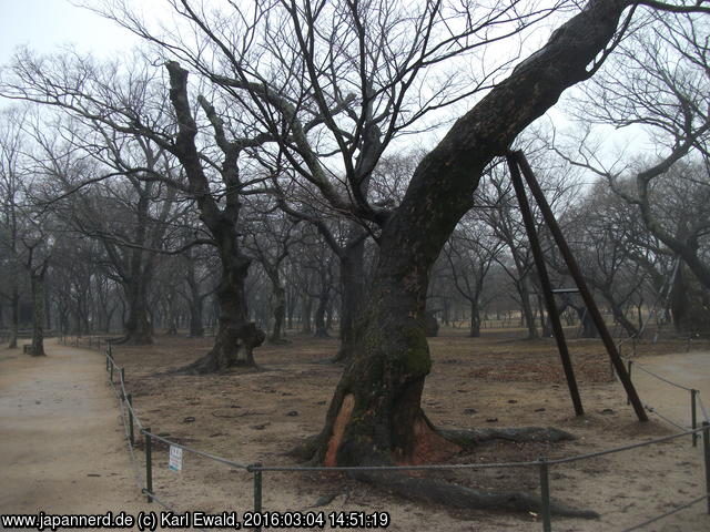 Korea, Gyeongju: Gyeongju Gyerim
