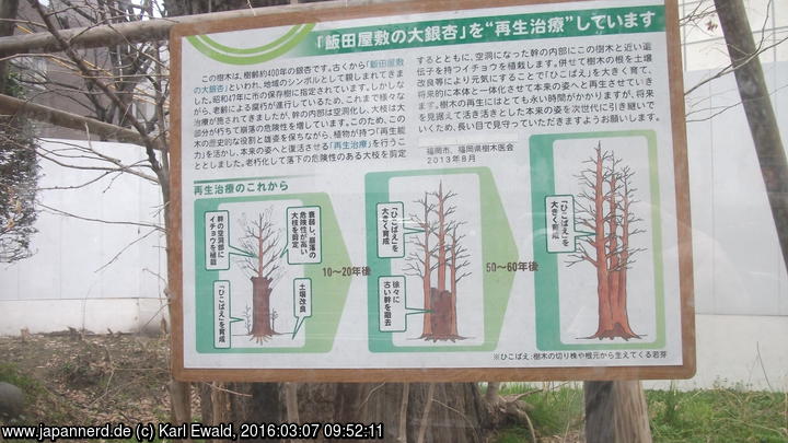 Fukuoka: Baumverjüngung Infotafel
