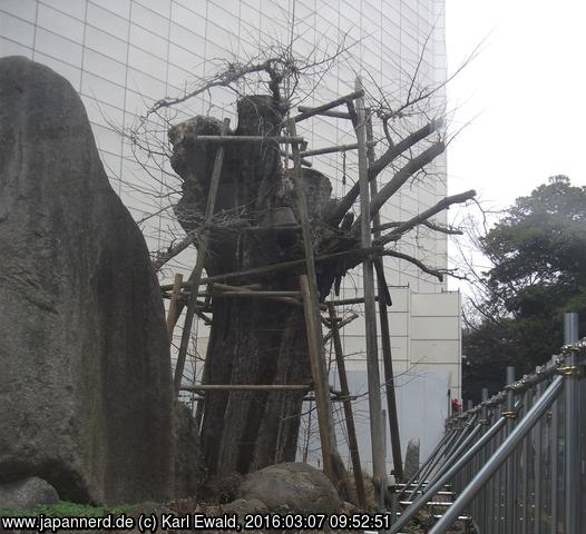 Fukuoka: Baumverjüngung
