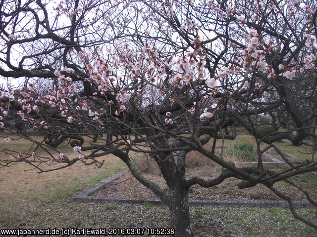 Fukuoka, Maizuru Park: Pflaumenbaum
