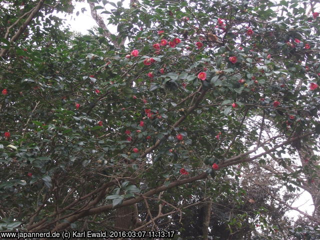 Fukuoka, Maizuru Park: Kamelie
