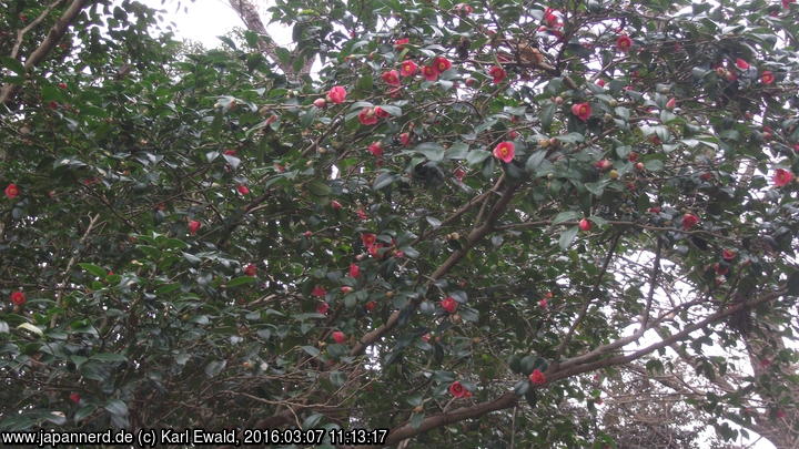 Fukuoka, Maizuru Park: Kamelien-Blüten
