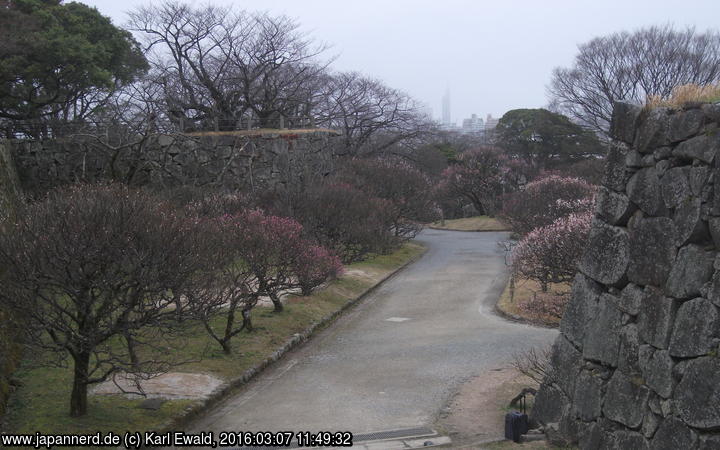 Fukuoka, Maizuru Park: Blick auf die Pflaumenbäume
