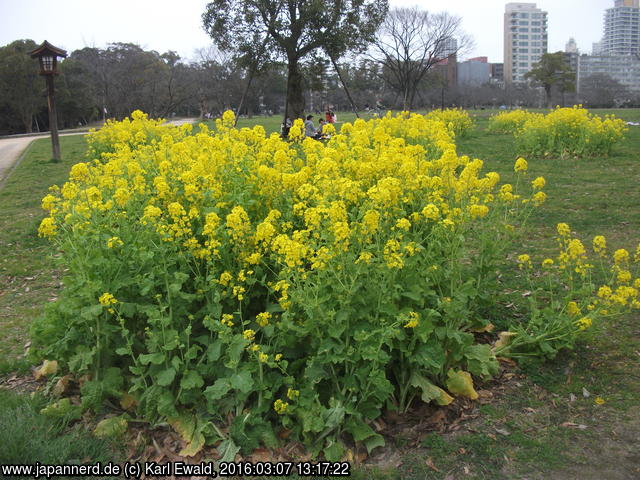 Fukuoka, Ohori Park: Raps als Ziergewächs
