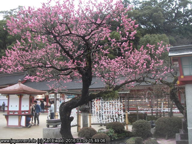 Dazaifu Tenmangu Schrein: blühender Pflaumenbaum
