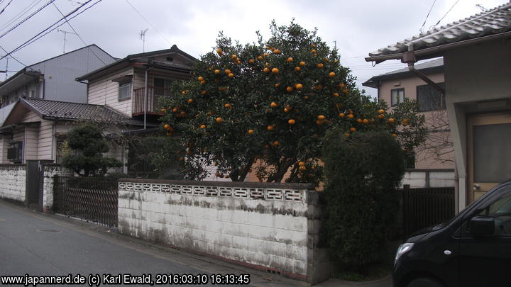 Mikan-Baum mit Früchten in Ijiri, Fukuoka
