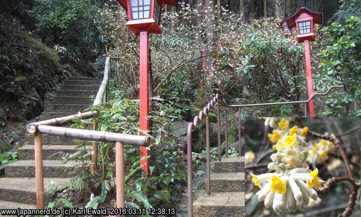 Sasaguri, Nanzo-in Areal: blühender Strauch
