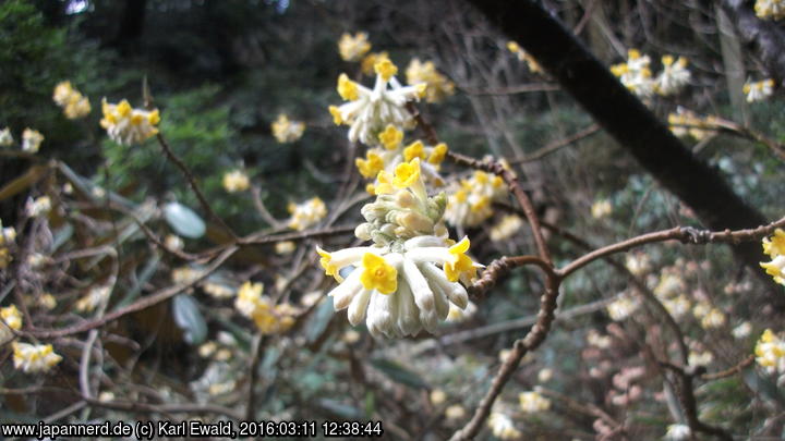 Sasaguri, beim Nanzo-in: Blüten eines Strauchs
