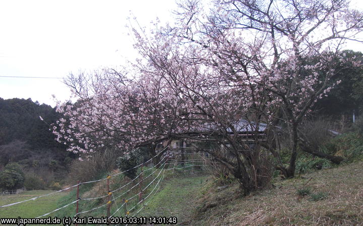 Sasaguri - Kido: Weg 13 - 6 blühender Kirschbaum und ein einzelnes Haus
