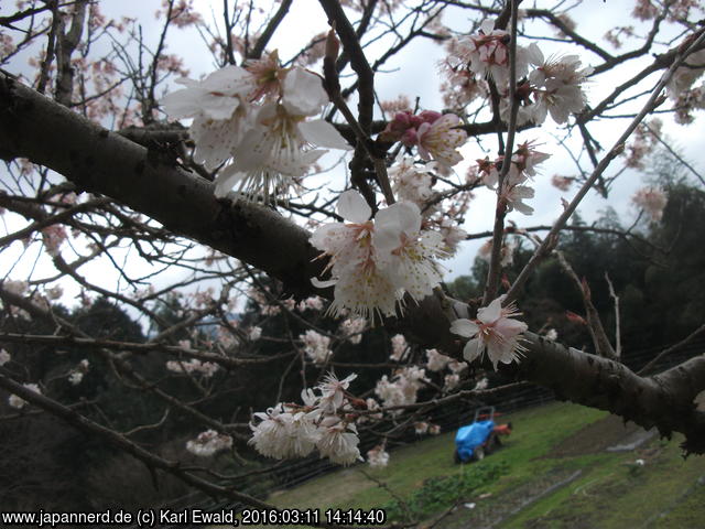 Sasaguri - Kido: Weg 13 - 6 Blüten am Kirschbaum
