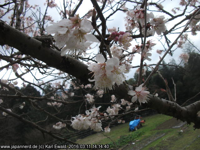 bei Sasaguri: Pflaumenblüte
