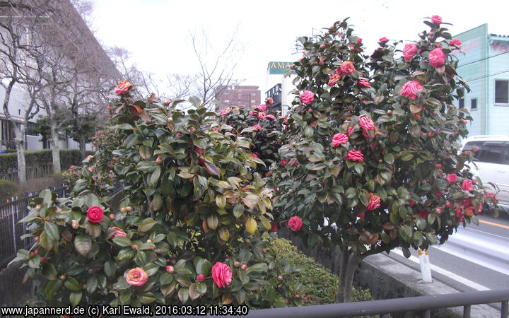 Otsu, Kamelienbäumchen mit gefüllten Blüten
