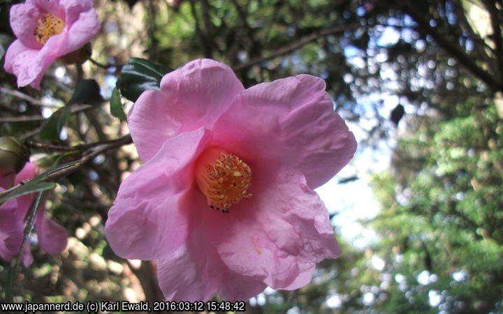 Otsu, rosa Kamelienblüte in Nahaufnahme
