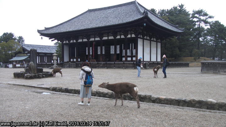 Nara, Kôfukuji: Tôkondô, die Östliche Goldene Halle
