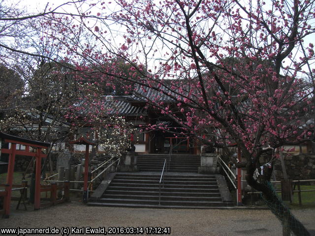 Nara, Himuro Jinja mit Magnolienblüte
