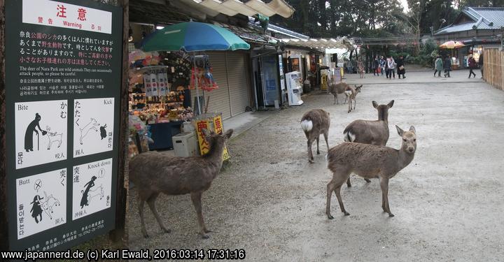 Nara, Nara Park beim Tôdai-ji: Warnschild und Wild
