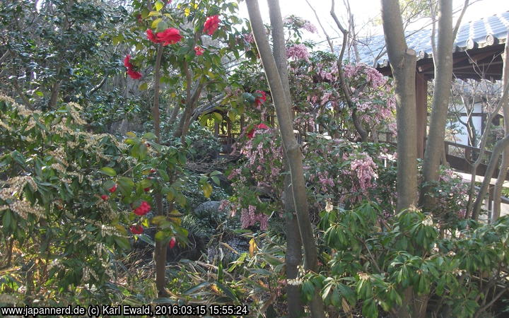 Garten bei Himeji: rotblühende Kamelie, rechts davon rosa Pieris
