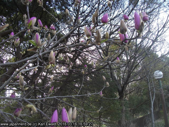 Osaka, IGA-Gelände: violette Magnolie
