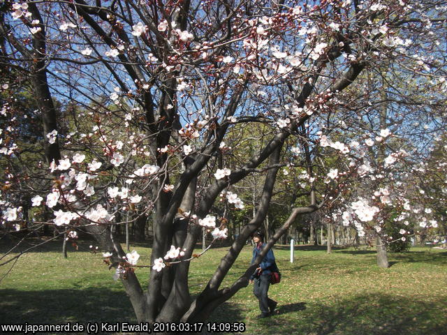 Osaka, IGA-Gelände: Kirschblüte am 17.03.2016
