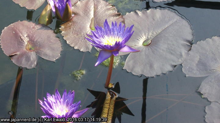 Osaka, Sakuya Konohana Kan: Seerose
