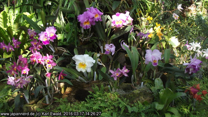 Osaka, Sakuya Konohana Kan: Orchideen

