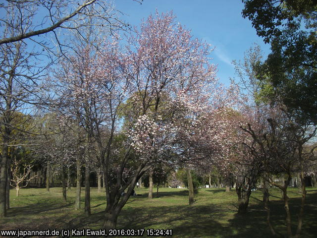 Osaka, IGA-Gelände: Kirschblüten am 17.03.2016
