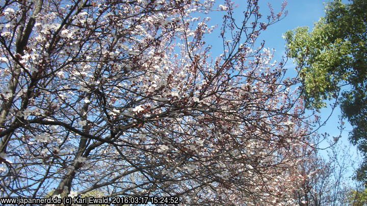 Osaka, IGA-Gelände: Kirschbaum bei beginnender Blüte
