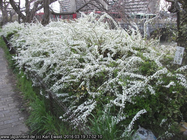 Kyoto, Kamo-Uferpromenade: weißblühende Sträucher
