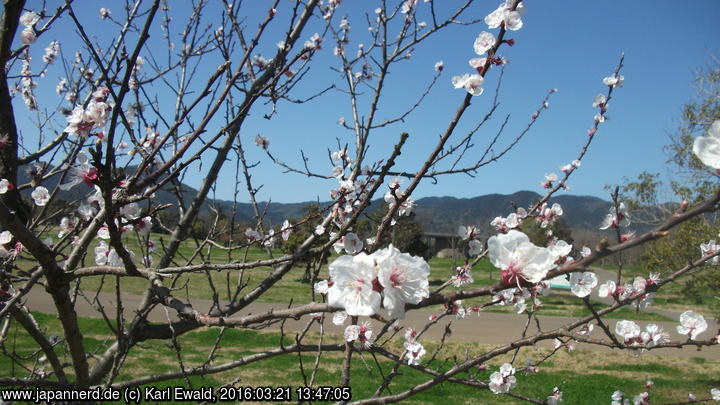 Yoshinogari Park: Kirschbäume in beginnender Blüte
