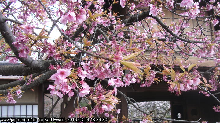 Kyoto, Shosei-en: Baum mit Blüten und Blättern
