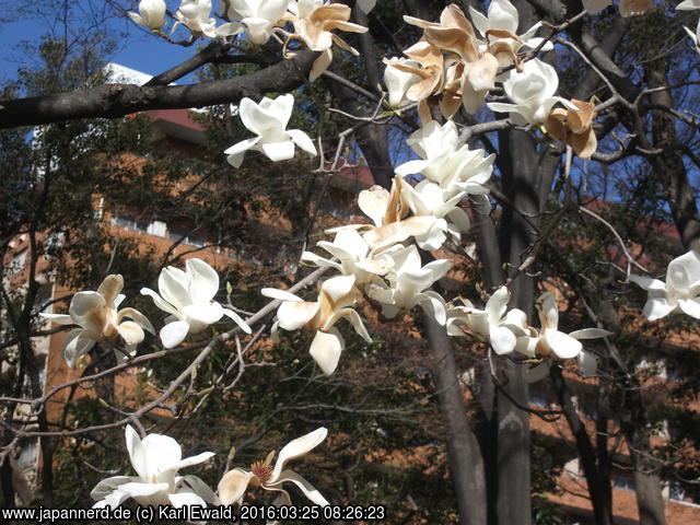 Tokyo, Shinjuku Chou Park: Magnolie
