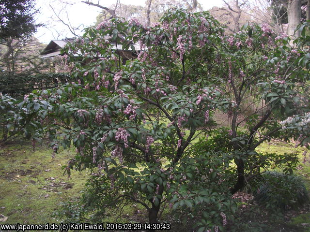 Tokyo, Rikugien: Pieris
