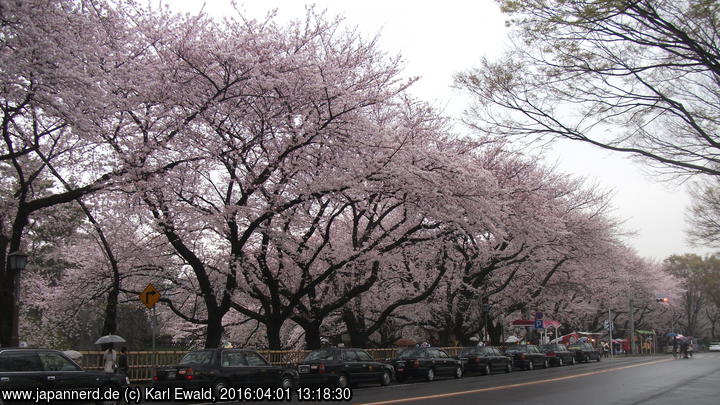 Nagoya: blühende Kirschbäume vor der Burgmauer

