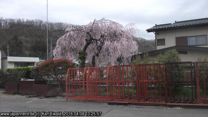 Ôtsuki, Kirschbaum in einem Garten

