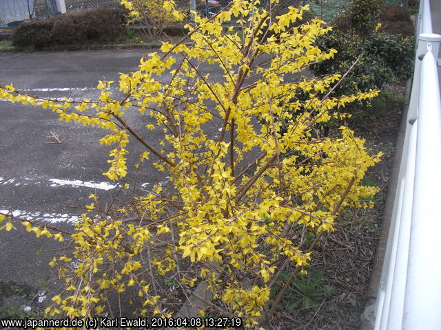 Ôtsuki, blühender Forsythienstrauch
