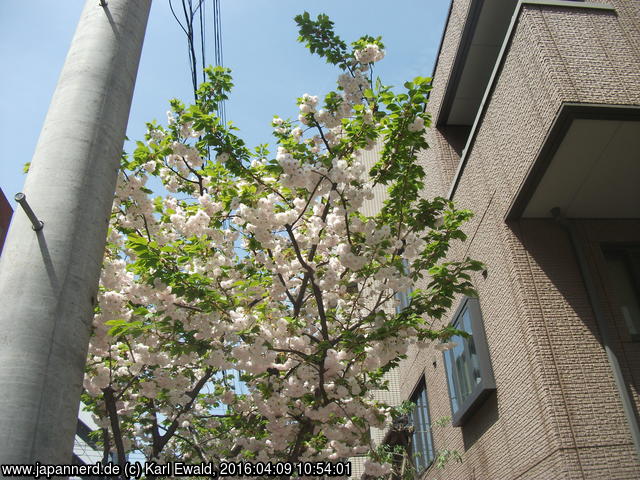 Tokyo Asakusa, Ichiyo Sakura Alleebaum
