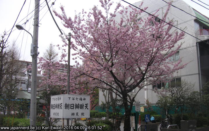 Tokyo Asakusa-Gegend, rosa blühender Kirschbaum
