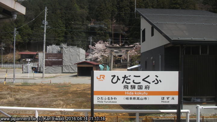 technischer Halt in Hida-kokufu, schöne Kirschbäume an einem Schrein
