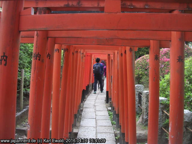 Tokyo Nezu-Schrein, Torii-‘Tunnel’
