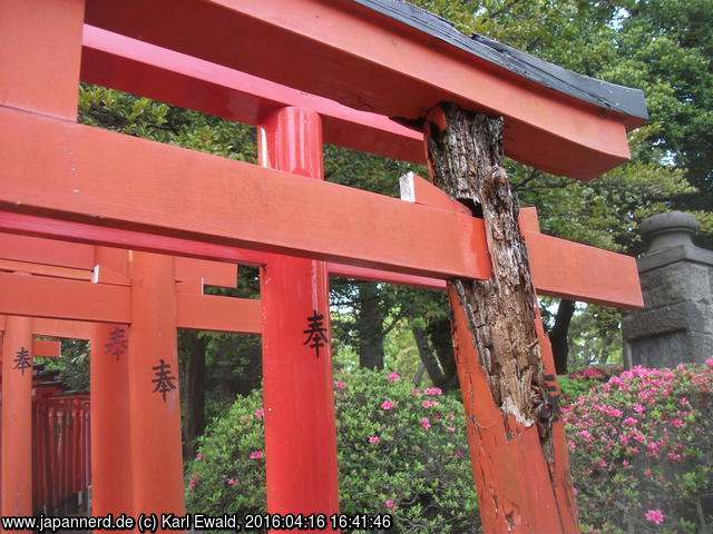 Tokyo Nezu-Schrein, Torii
